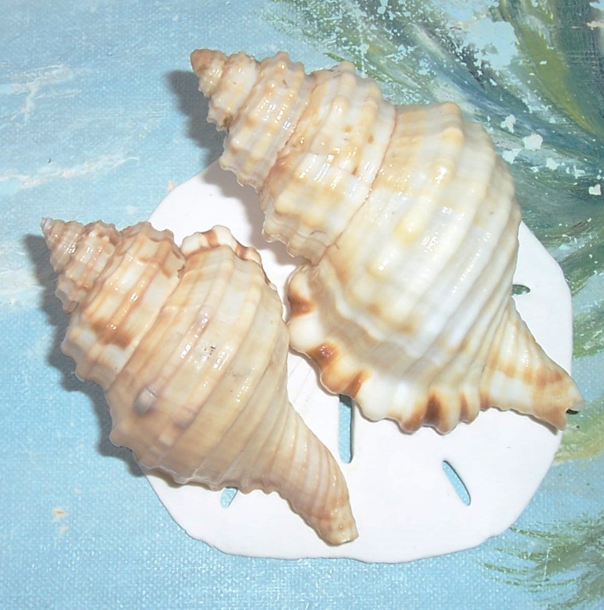 Set of Two 76.2&91.4mm FLORIDA Keys Collected Monoplex