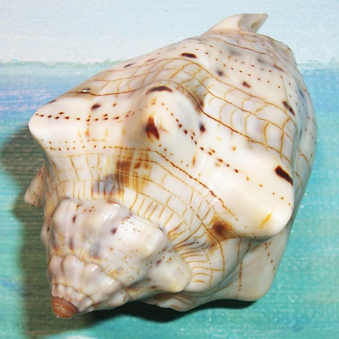 GulfSeaShells - Etsy 日本