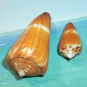 Könnte beinhalten: Zwei kegelförmige Muscheln mit glänzender, strukturierter Oberfläche. Die größere Muschel ist warmbraun mit weißen Bändern, während die kleinere ein ähnliches Muster aufweist. Die Muscheln sind vor einem blau-türkisfarbenen Hintergrund platziert.