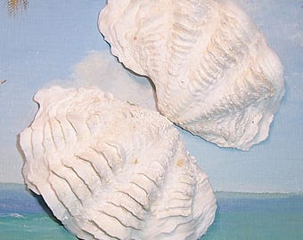 巨大なシャコガイの貝殻：天然の海の装飾、工芸品の飾り（18～20 cm