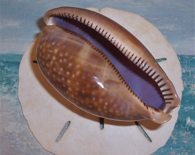 106.7mm FLORIDA Keys BEACH Collected Atlantic Deer Cowry Shell SEASHELL ...
