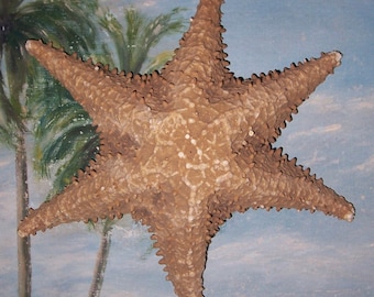 9 1/2" Red Bahamian SEA STAR, Cushion Starfish FREAK w/ 6 Legs...Rare