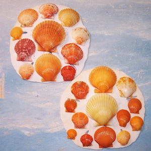2 dozzine di conchiglie di capesante Calico arancioni e gialle raccolte nelle isole Florida 10K #3