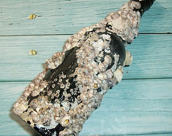 Large 9.0" Antique, Vintage TEAL Green OCEAN Found Soda Bottle Encrusted with BARNACLES
