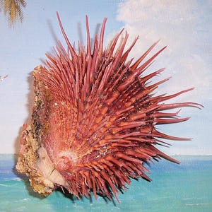 97.0mm Attached Bivalve SPONDYLUS linguafelis gloriosus THORNY OYSTER Seashell w/Philippines Data