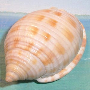 May include: A smooth, oval-shaped seashell featuring a creamy white base color with horizontal bands of light tan and orange-brown spots. The shell has a pointed apex and a series of fine, raised ridges running along its curved, rounded surface.