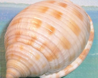 58.7mm 10,000 Islands Collected  Semicassis granulata Scotch BONNET Shell, Seashell