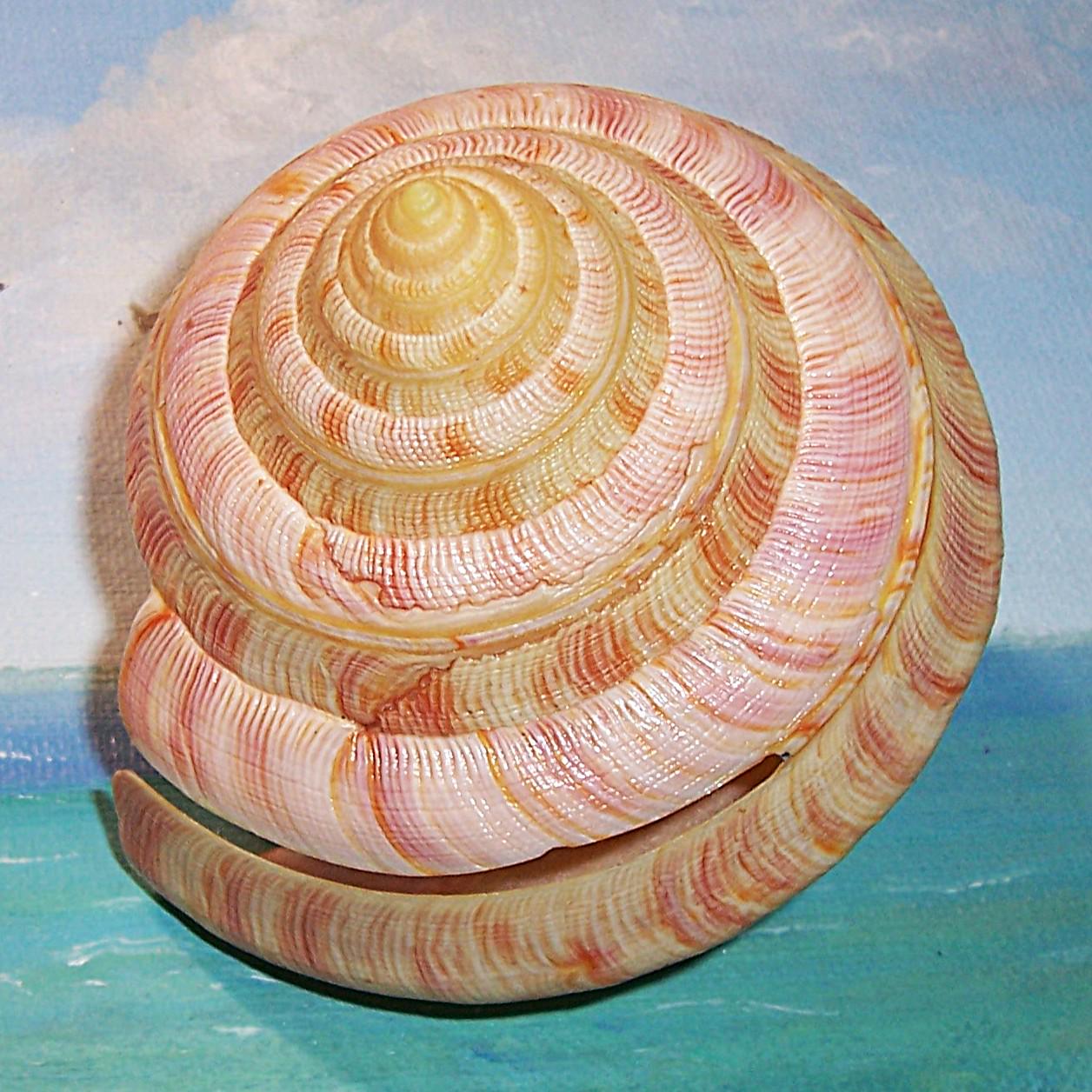 81.9mm Pleurotomaria Entemnotrochus Rumphii RUMPHIUS' SLIT SHELL