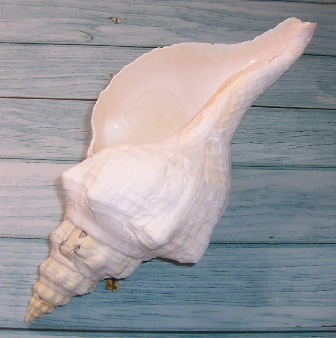 Large, 12