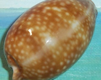 Rare Dwarf 63.7mm Florida Keys Collected Cypraea cervus ATLANTIC DEER COWRY Shell, Seashell
