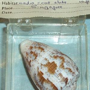 Specimen Grade 53.7mm CONUS monachus MONASTIC Cone Seashell w/ Data JB image 7