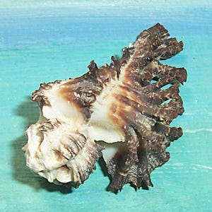 May include: A detailed close-up of a brown and white seashell. The shell has a textured surface with ridges and spikes. The colors are a mix of brown, tan, and white, with a natural, organic appearance. The shell is a natural, decorative item.