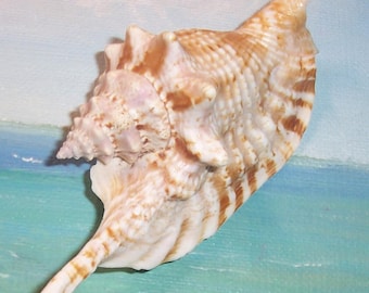 103.8mm Strombus Gallus ROOSTER-Tail CONCH Shell, Seashell RARE Dwarf Form #2