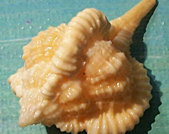 39.4mm FLORIDA Vokesimurex bellegladeensis BELLEGLADE MUREX Shell, Seashell