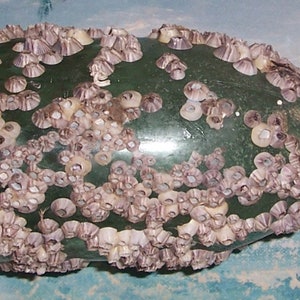 large ANTIQUE, Vintage dark Aqua OCEAN Found Bottle Encrusted with BARNACLES & Oyster Shells image 4