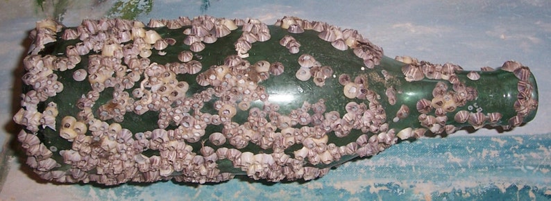 large ANTIQUE, Vintage dark Aqua OCEAN Found Bottle Encrusted with BARNACLES & Oyster Shells image 4