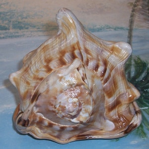 Könnte beinhalten: Eine große, braune und weiße Muschel mit einem Spiralmuster. Die Muschel hat eine strukturierte Oberfläche und eine spitze Spitze.