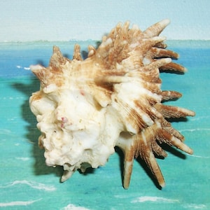 61.7mm Homalocantha oxyacantha SHARP SPINED MUREX Seashell, Shell