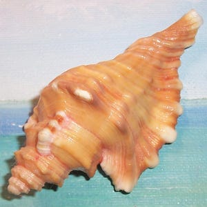以下が含まれることがあります： 隆起や凹凸のある質感を持つ螺旋状の貝殻。クリーム色やベージュから、より深いオレンジや茶色の色調へと変化する暖色系のグラデーションが特徴で、尖った頂点と広がった基部を持つ、自然な形状の貝殻です。