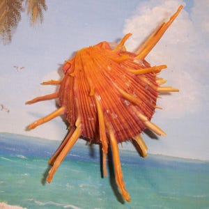 75.5mm Orange matched Bivalve SPONDYLUS regius REGAL Thorny OYSTER Shell, Seashell
