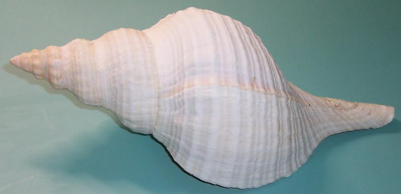 Large 11 1/4