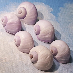 May include: Six smooth, rounded snail shells arranged in a cluster. Each shell features a soft, pale lavender and white colour palette with a distinct spiral pattern at the centre. The shells have a glossy, polished finish and a curved, globular shape.