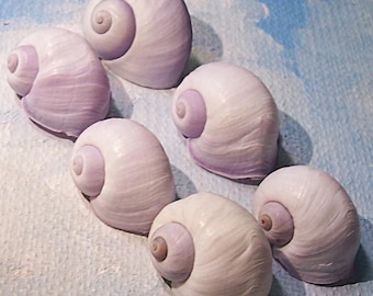Set of six 17.0-19.7 JANTHINA Janthina PURPLE, VIOLET Sea Snail Shell, Seashell