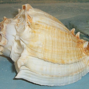 Huge 150.8mm Florida Melongena Corona Kings CROWN Conch SEASHELL JB - Etsy