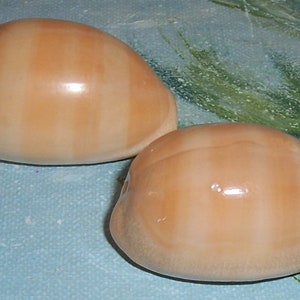 Set of two 40.6&42.6mm Cypraea Lyncina carneola Carnelian, PURPLE Mouthed Cowry Shell, Seashell JB image 3