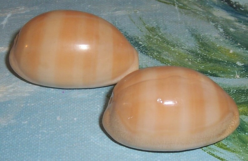 Set of two 40.6&42.6mm Cypraea Lyncina carneola Carnelian, PURPLE Mouthed Cowry Shell, Seashell JB image 3
