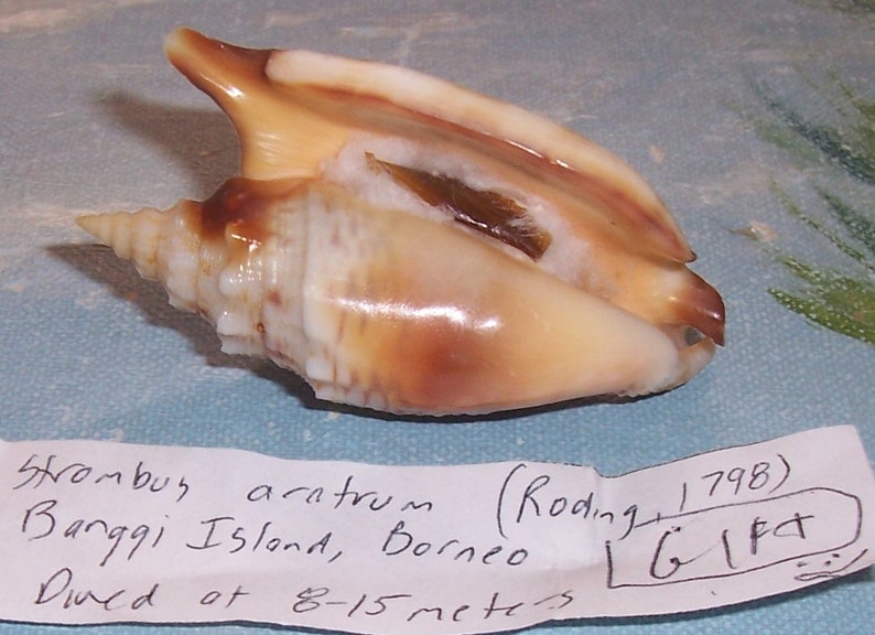 Conque de charrue Strombus Euprotomus aratrum 62,2 mm, coquillage avec Data JB image 7