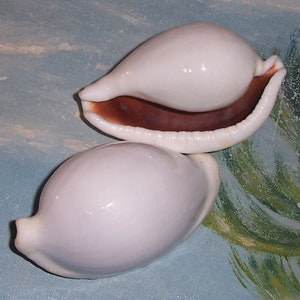 Set of two 82.9&88.6mm Cypraea Ovula Ovum Great WHITE EGG Cowry Shell, Seashell JB image 1