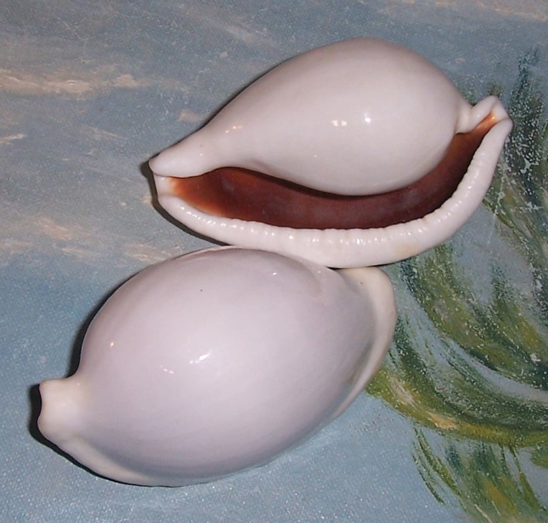 Set of two 82.9&88.6mm Cypraea Ovula Ovum Great WHITE EGG Cowry Shell, Seashell JB image 1