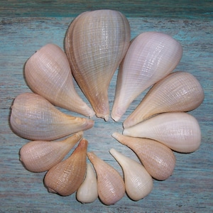 Lot of 12 colorful FLORIDA Gulf BEACH Collected Paper Fig Shells, SEASHELLS...Growth Study