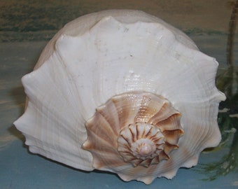 Ex-Large, 10 1/2" FLORIDA 10K Islands Found Lightning Whelk SEASHELL