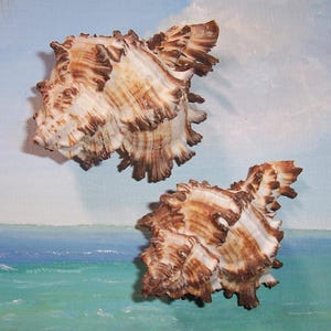 Set aus zwei 77,4 & 87,1 mm ENDIV Murex Hexaplex chichoreum SEASHELL Shell