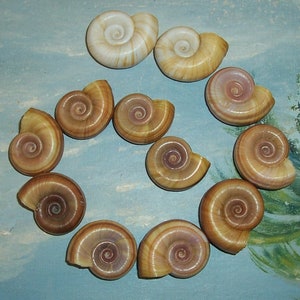 May include: A collection of spiral-shaped seashells in varying shades of tan and cream, arranged in a circular pattern. The shells have a smooth, glossy texture and a visible spiral center. The background is a light blue with painted details.