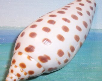 94.3mm rare Scaphella JUNONIA elizabethae JUNO'S VOLUTE Shell, Seashell