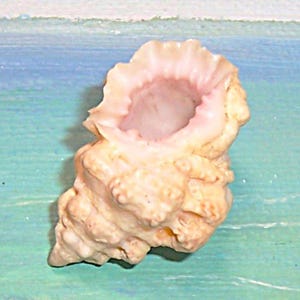 Puede incluir: Primer plano de una concha beige con interior rosa. La concha tiene una superficie texturizada y con bultos y una gran abertura. El fondo es una superficie pintada con colores azul y blanco.