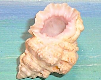 31.7mm Bursa rhodostoma thomae ST. THOMAS FROG Shell Seashell