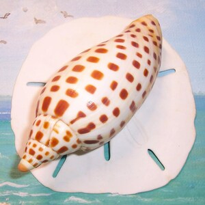 100,6 mm rara FLORIDA Beach trovata Scaphella JUNONIA Butleri Conchiglia VOLUTE di Juno