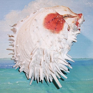 88.6mm Attached Bivalve SPONDYLUS varius Thorny OYSTER Seashell, Shell w/ Philippines data