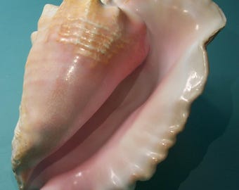 large 10" adult Forida Keys Collected Strombus gigas QUEEN, PINK CONCH Shell Seashell w/ no Harvest Hole