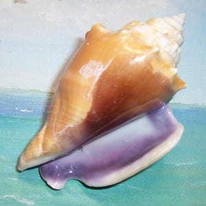 89.9mm FLORIDA Beach Collected PURPLE, Violet Lipped Fighting CONCH Strombus alatus Shell, Seashell