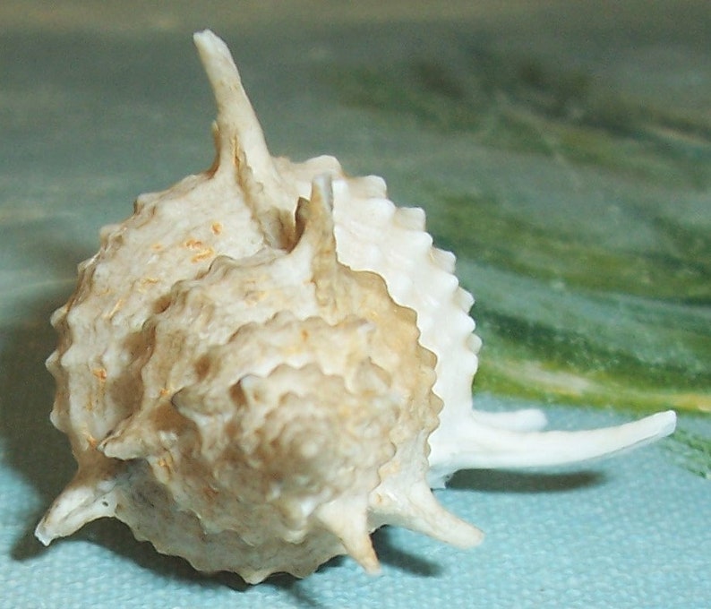 67.5mm Florida Specimen Grade Siratus beauii Beau's Murex Seashell, Shell w/ Data JB image 4