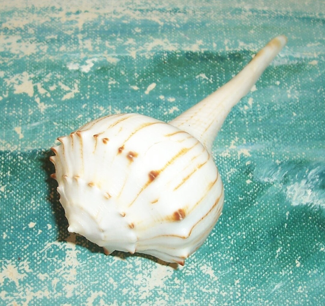 96.3mm Rare Busycoarctum Coarctatum TURNIP WHELK Seashell Shell JB - Etsy