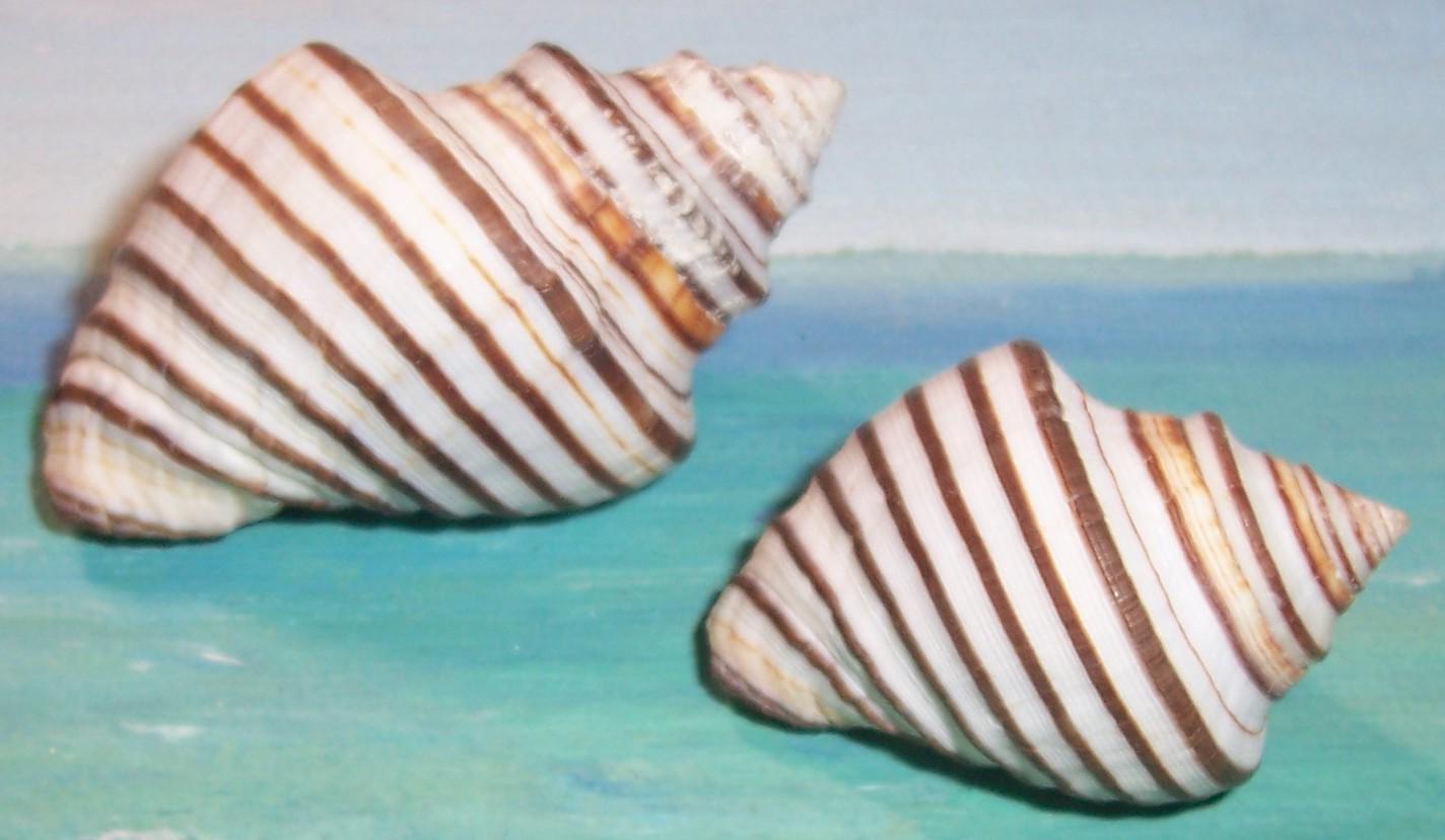 Set of Two 36.7&49.3mm Opeatostoma Pseudodon THORN LATIRUS Shell