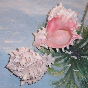 98.1 mm Hexaplex Phyllonotus regius REGAL MUREX Muschel, Muschel mit Bonus Pink-Mouth Phyllonotus erythrostomus JB