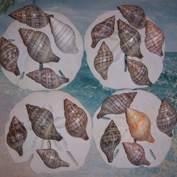 Lot of 20 FLORIDA 10,000 Islands Collected BANDED Tulip SEASHELLS