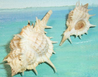 Set of two 31.2&49.7mm Siratus articulatus ANTILLES MUREX Seashell, Shell w/ Data